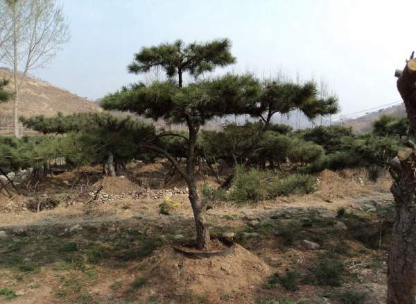 造型黑松樹(shù)哪里便宜？哪家的質(zhì)量好？