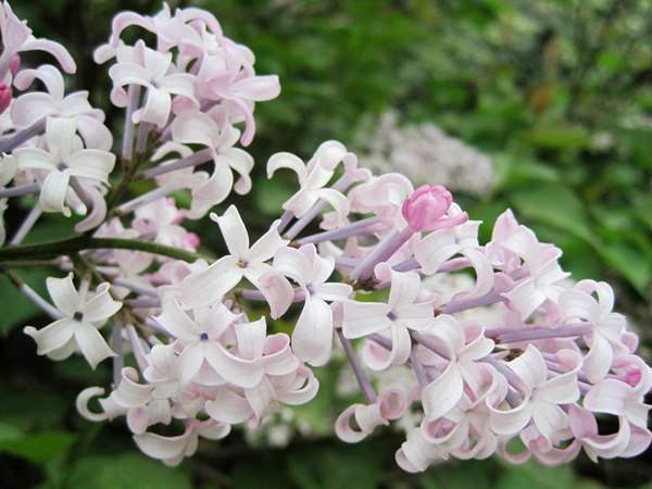 丁香花的花語是什么？