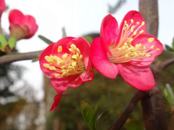 紅梅的花語是什么？