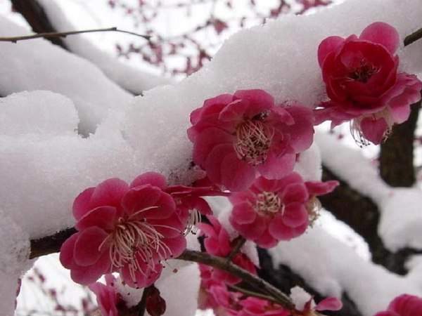 紅梅的花語是什么？
