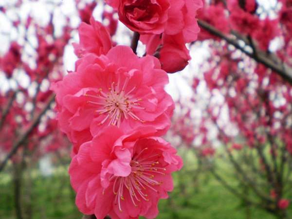 紅梅花一般什么時候開花？