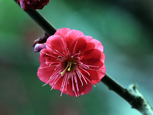 紅梅花一般什么時候開花？