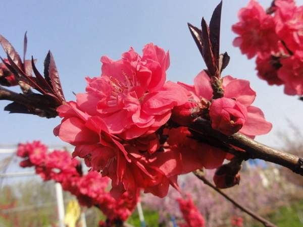 紅葉碧桃是用什么嫁接的？