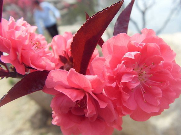 紅葉碧桃花期有多長(zhǎng)，幾月份開(kāi)花？