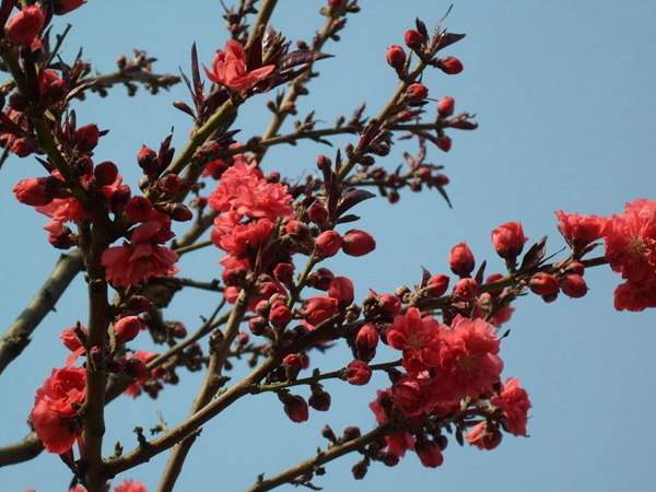 紅葉碧桃花期有多長(zhǎng)，幾月份開(kāi)花？