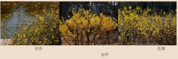 迎春花、金鐘和連翹如何區(qū)分？