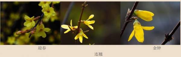 迎春花、金鐘和連翹如何區(qū)分？