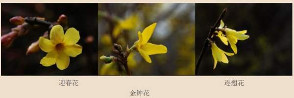 迎春花、金鐘和連翹如何區(qū)分？