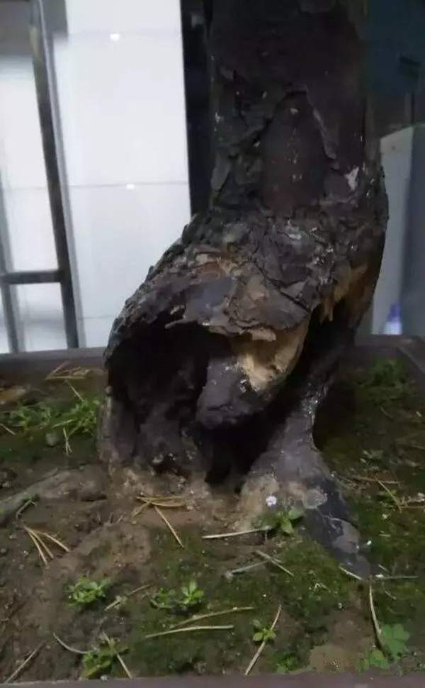 天?？惺车臉?shù)樁