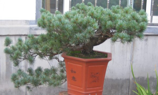 五針?biāo)稍煨?/> </p><p>
	五針?biāo)芍仓贻^矮，生長緩慢，葉短枝密，姿態(tài)高雅，樹形優(yōu)美，是制作盆景的上乘樹種，制作出的五針?biāo)傻脑煨颓ё税賾B(tài)，觀賞性非常好。</p>
      </div>



      
    </article>
  </main>

</div>
<footer id=
