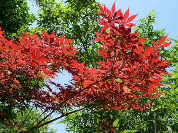 紅楓作衫，白楊為裙，美的傾國(guó)傾城！