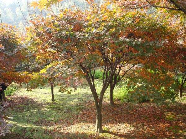 紅楓作衫，白楊為裙，美的傾國(guó)傾城！