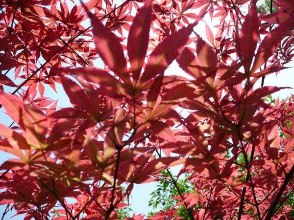紅楓作衫，白楊為裙，美的傾國(guó)傾城！