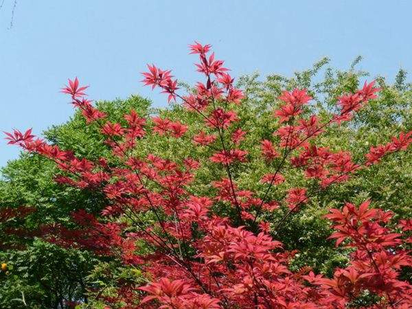 紅楓作衫，白楊為裙，美的傾國(guó)傾城！