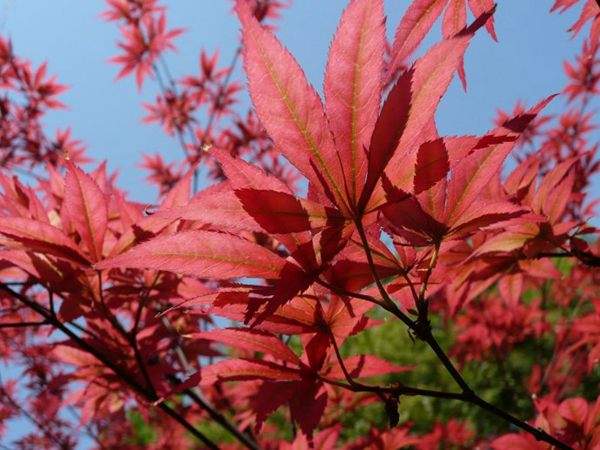 紅楓作衫，白楊為裙，美的傾國(guó)傾城！