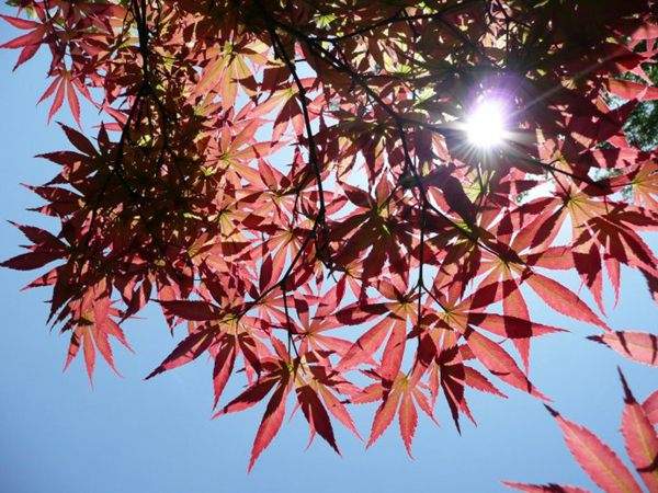 紅楓作衫，白楊為裙，美的傾國(guó)傾城！
