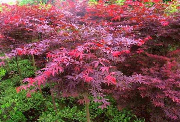 紅楓作衫，白楊為裙，美的傾國(guó)傾城！