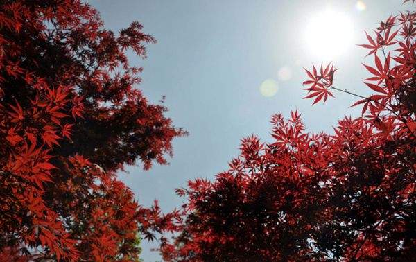 紅楓作衫，白楊為裙，美的傾國(guó)傾城！