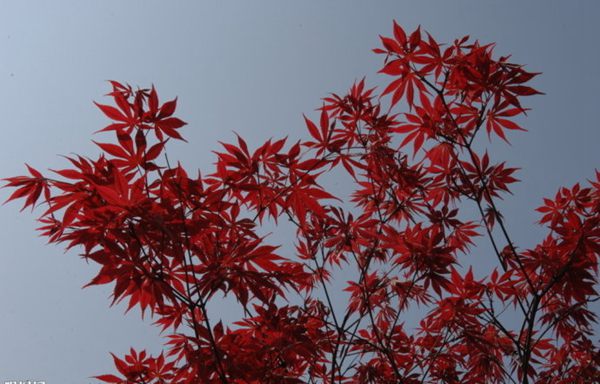 紅楓作衫，白楊為裙，美的傾國(guó)傾城！