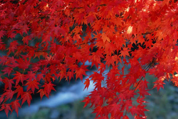 紅楓作衫，白楊為裙，美的傾國(guó)傾城！