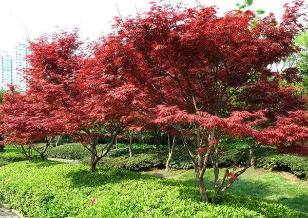 紅楓作衫，白楊為裙，美的傾國(guó)傾城！