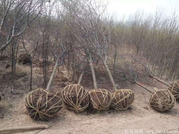木瓜樹圖片木瓜樹基地實拍 木瓜樹圖片木瓜樹基地實拍