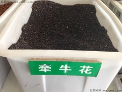 牽?；ǚN子