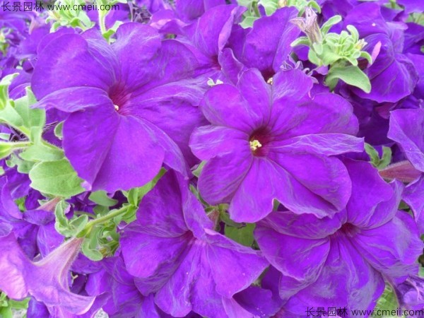 牽?；ǚN子發(fā)芽出苗開花圖片