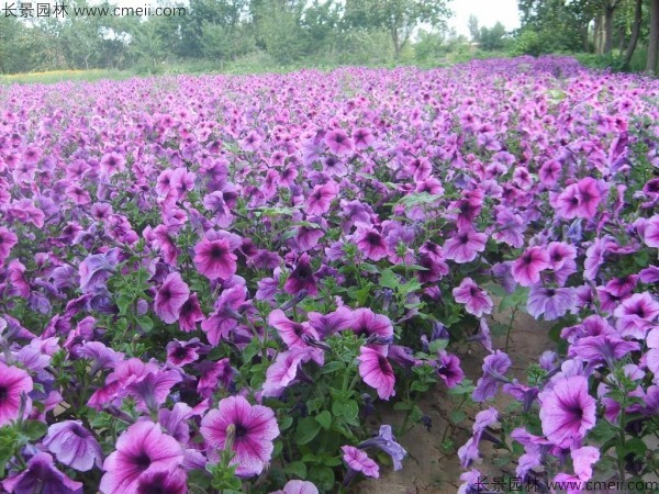 牽?；ǚN子發(fā)芽出苗開花圖片
