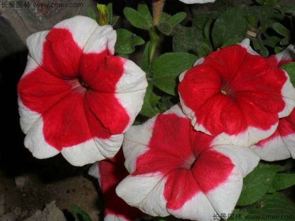 牽?；ǚN子發(fā)芽出苗開花圖片