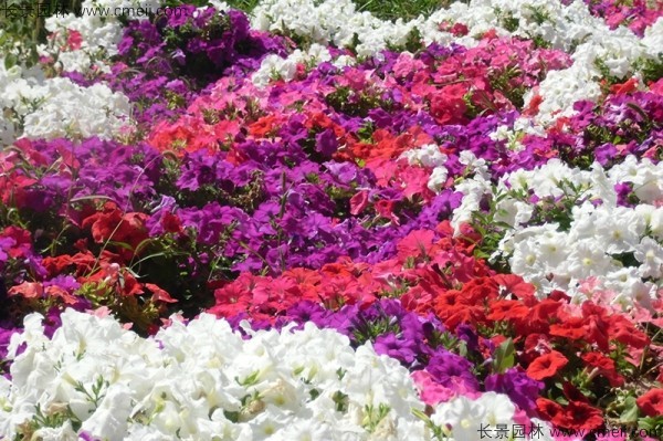 牽?；ǚN子發(fā)芽出苗開花圖片