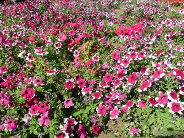 牽?；ǚN子發(fā)芽出苗開花圖片