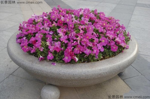 牽?；ǚN子發(fā)芽出苗開花圖片