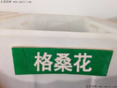 格?；ǚN子