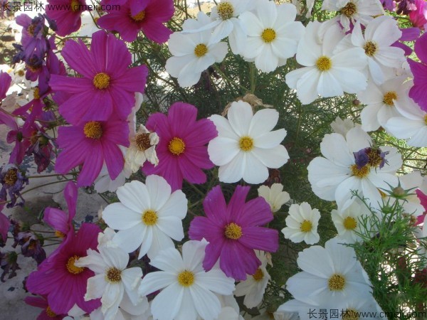 格?；ǚN子發(fā)芽出苗開花圖片