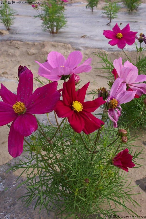 格?；ǚN子發(fā)芽出苗開花圖片