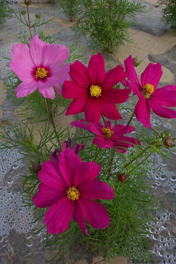 格?；ǚN子發(fā)芽出苗開花圖片