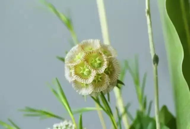 輪峰菊的形態(tài)特征、生長習(xí)性及種植方法