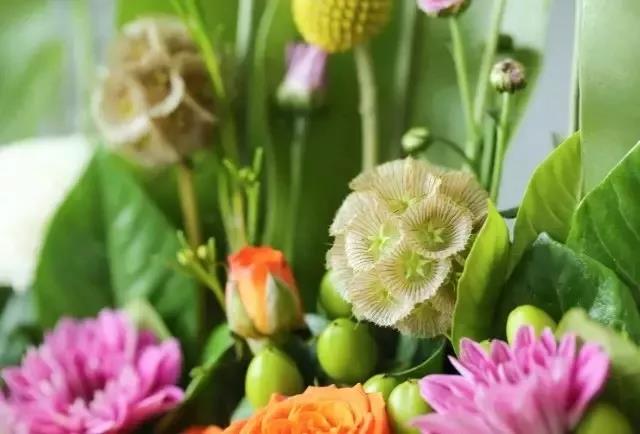 輪峰菊的形態(tài)特征、生長習(xí)性及種植方法
