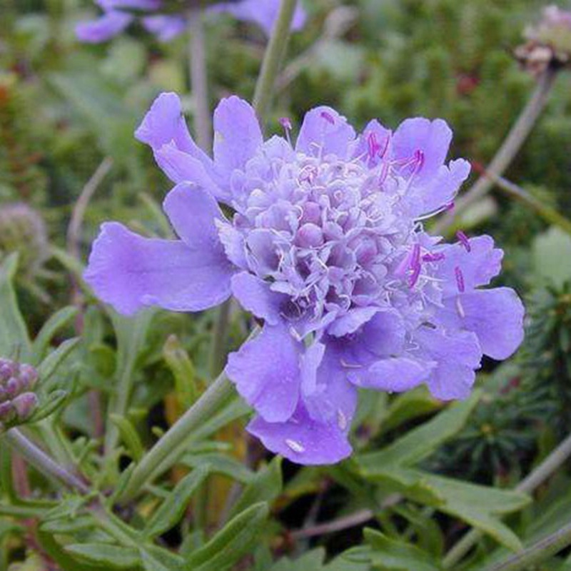 輪峰菊的形態(tài)特征、生長習(xí)性及種植方法