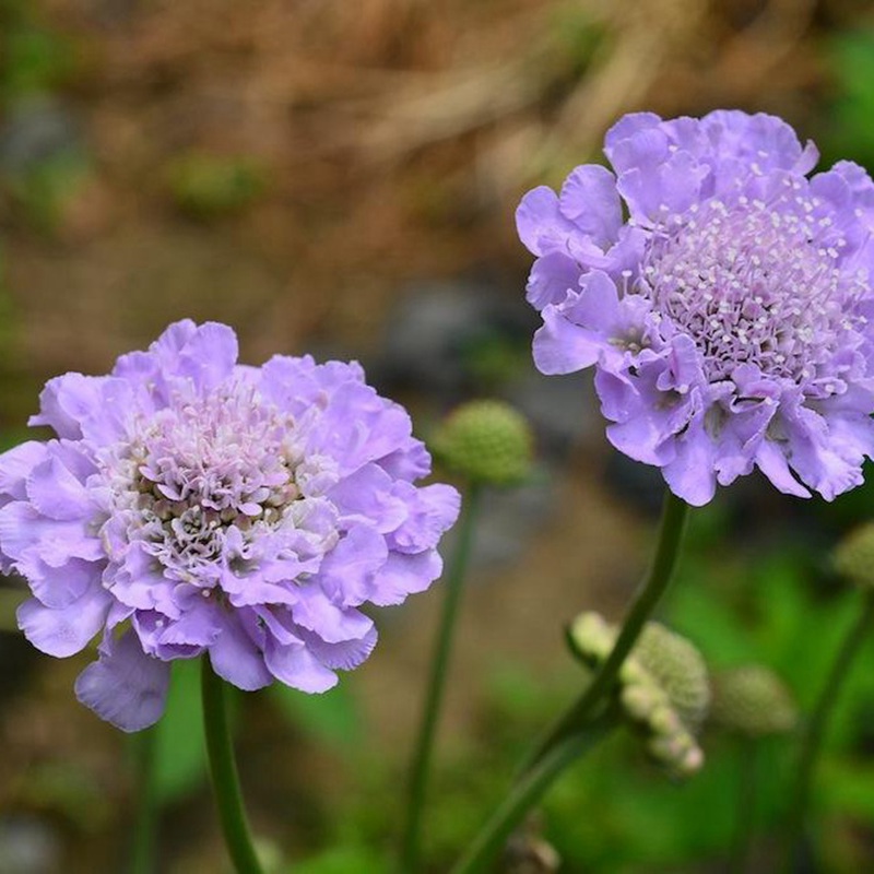 輪峰菊的形態(tài)特征、生長習(xí)性及種植方法